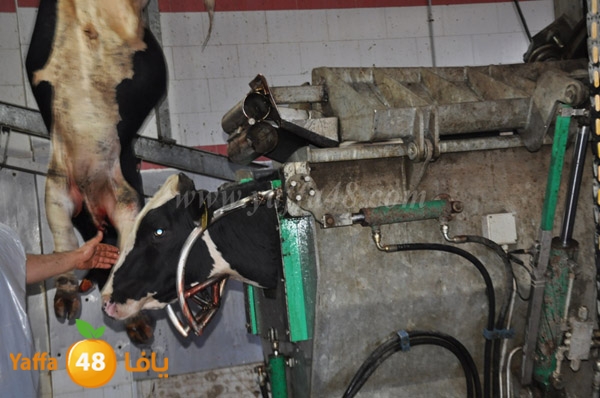 Jam3iya la7m3n (15).JPG